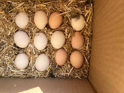 Desi Eggs