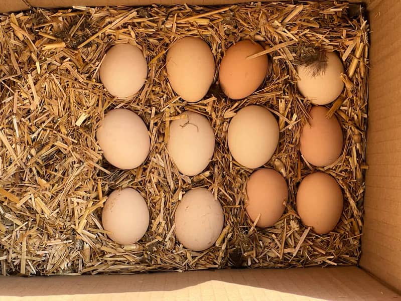 Desi Eggs 2