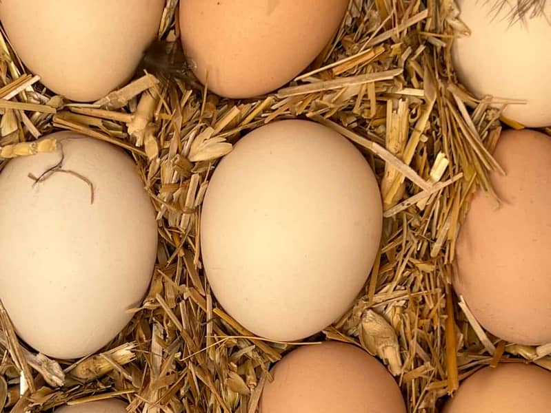Desi Eggs 3