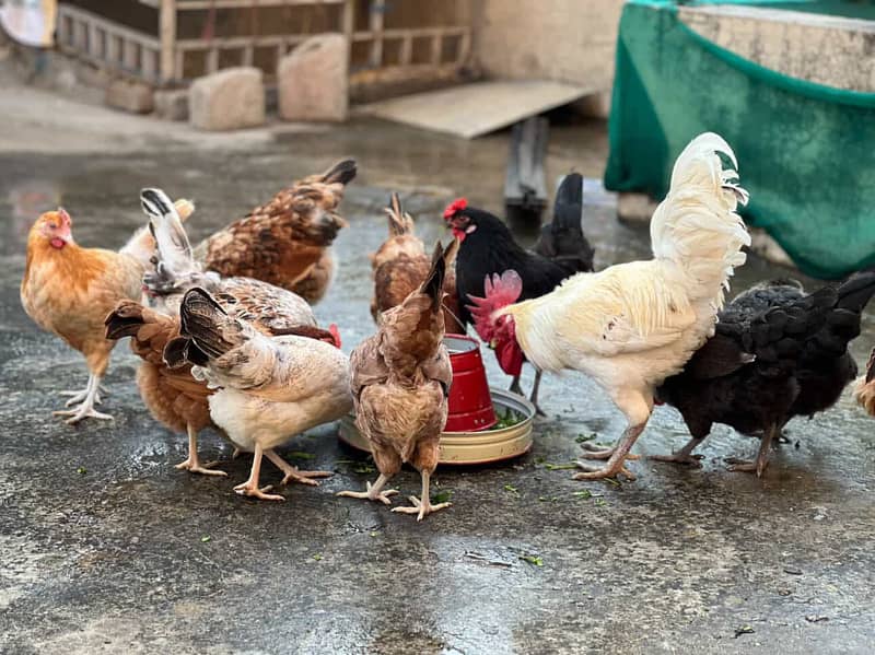 Desi Eggs 4