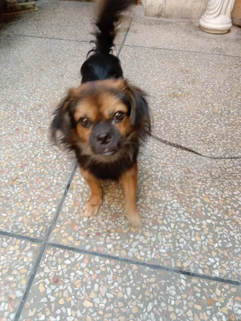 spaniel