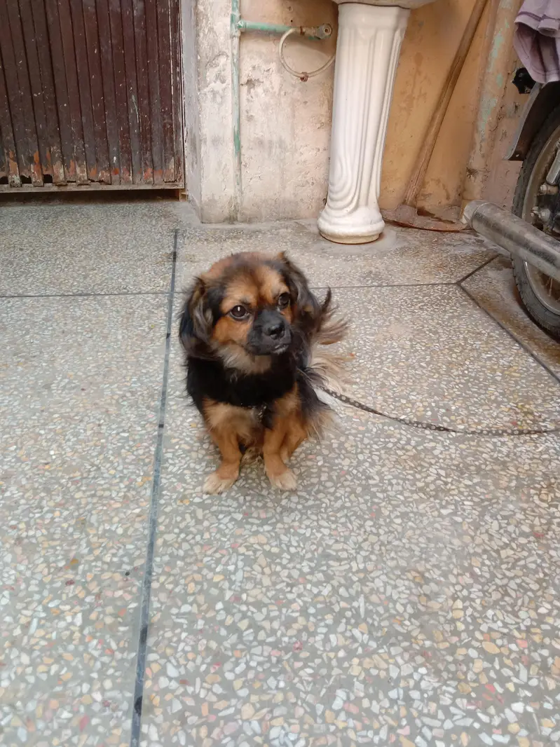 spaniel — photo 2