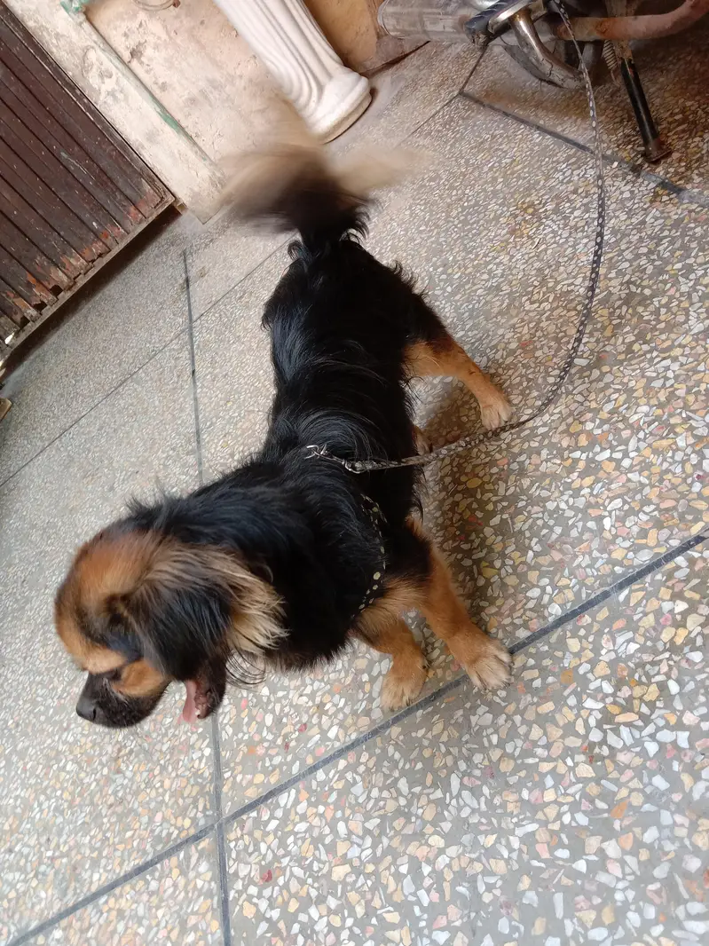 spaniel — photo 3