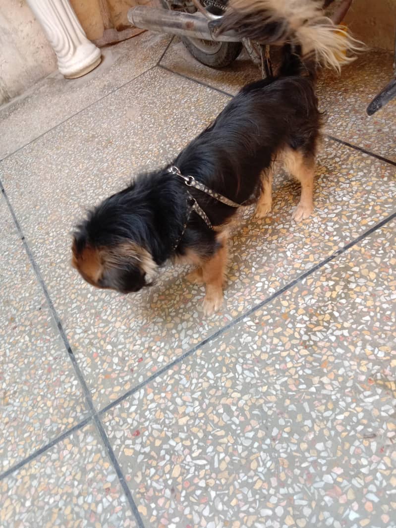 spaniel 3