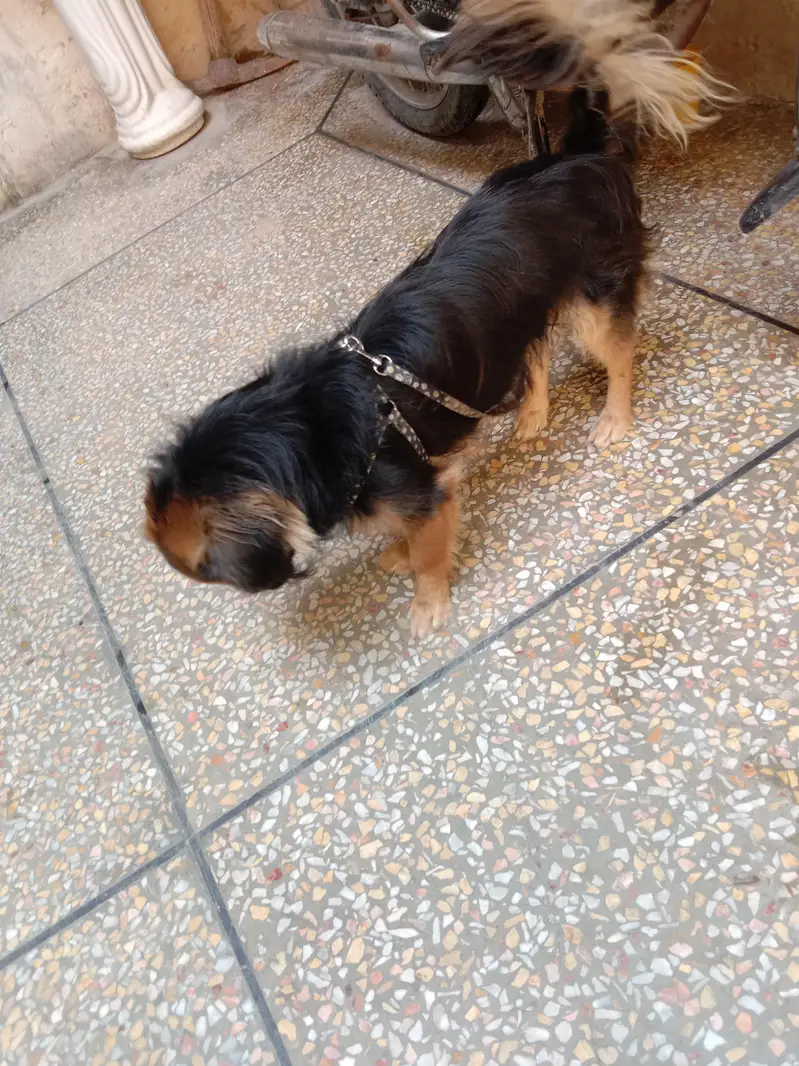 spaniel — photo 4