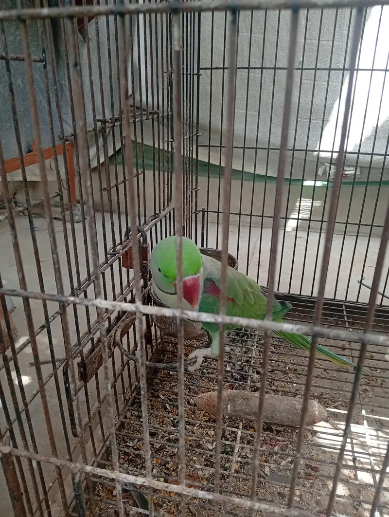 Raw Breeder Pair And Cages , Boxes For Sale. — photo 2