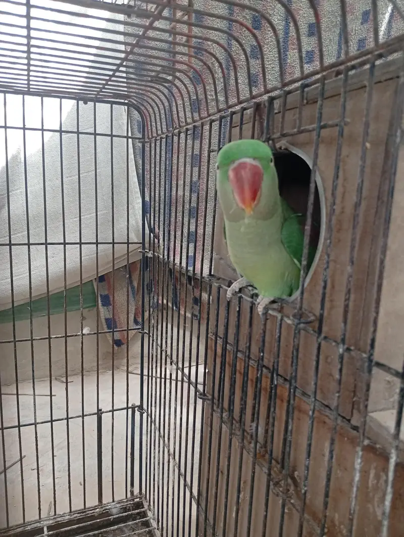 Raw Breeder Pair And Cages , Boxes For Sale. — photo 3