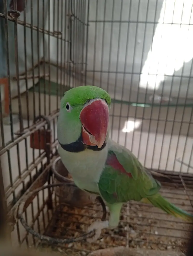 Raw Breeder Pair And Cages , Boxes For Sale. — photo 4