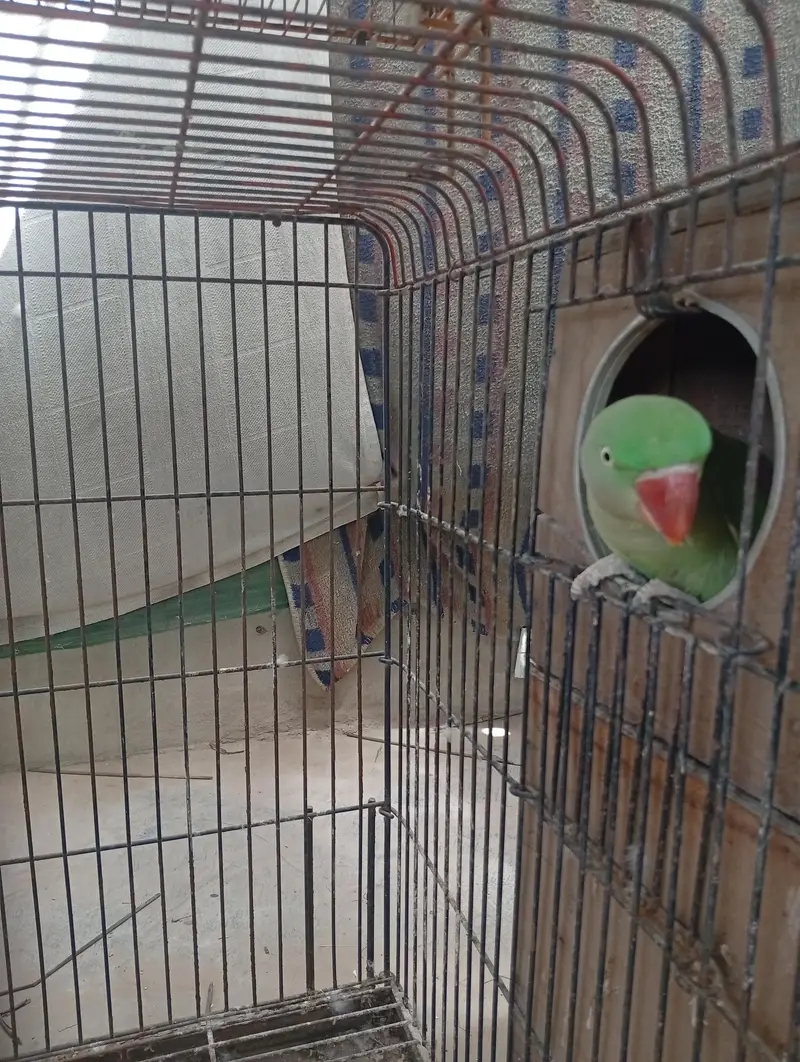 Raw Breeder Pair And Cages , Boxes For Sale. — photo 5