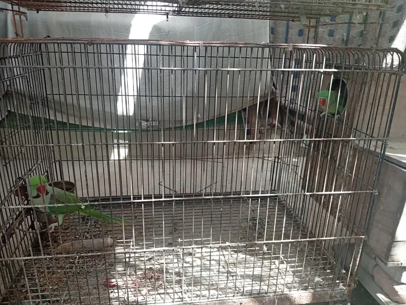 Raw Breeder Pair And Cages , Boxes For Sale. — photo 6