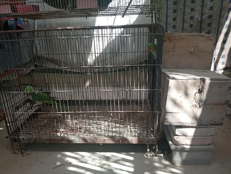 Raw Breeder Pair And Cages , Boxes For Sale. — photo 7
