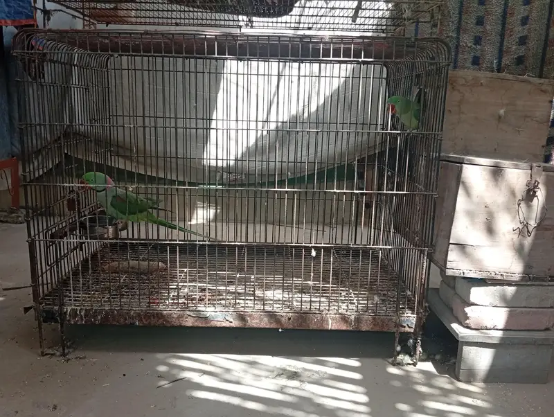Raw Breeder Pair And Cages , Boxes For Sale. — photo 8