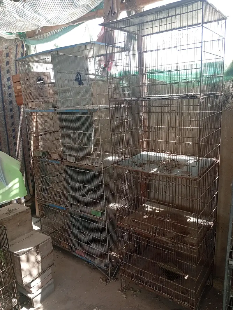 Raw Breeder Pair And Cages , Boxes For Sale. — photo 9