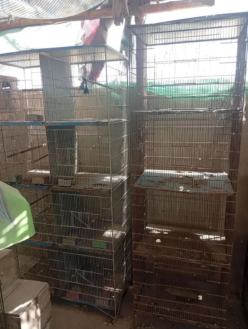 Raw Breeder Pair And Cages , Boxes For Sale. — photo 10