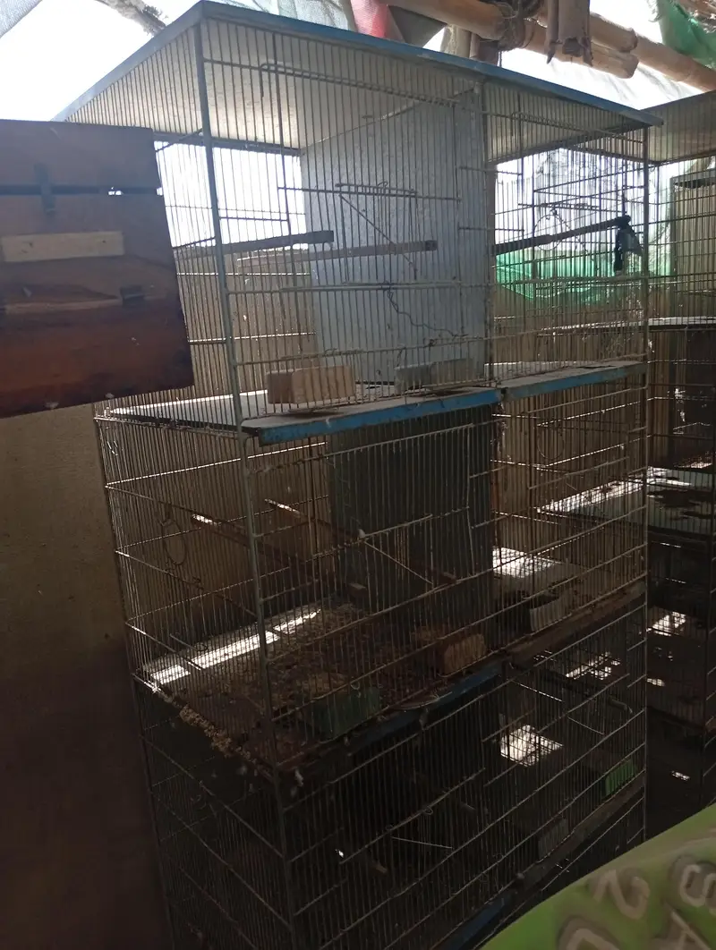 Raw Breeder Pair And Cages , Boxes For Sale. — photo 11
