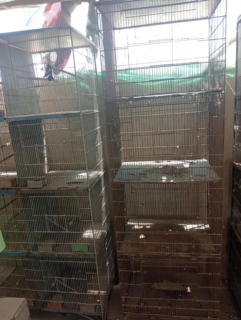 Raw Breeder Pair And Cages , Boxes For Sale. — photo 12