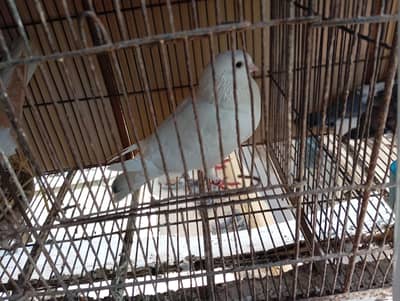 king size breed t pair