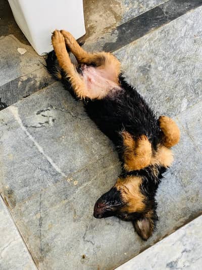 Pure GSD female puppy available for sale