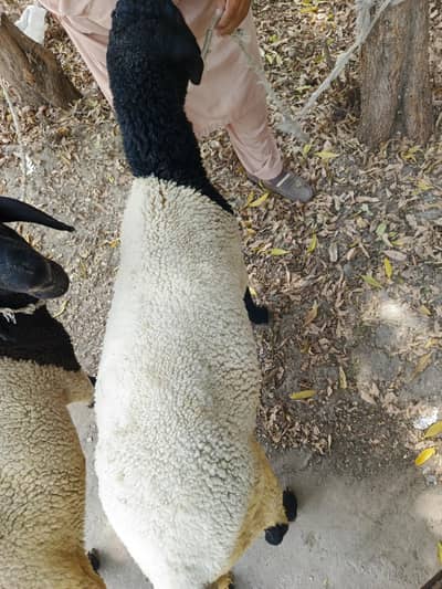 Sheep