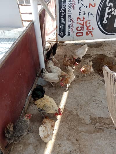 murgia r murga for sale