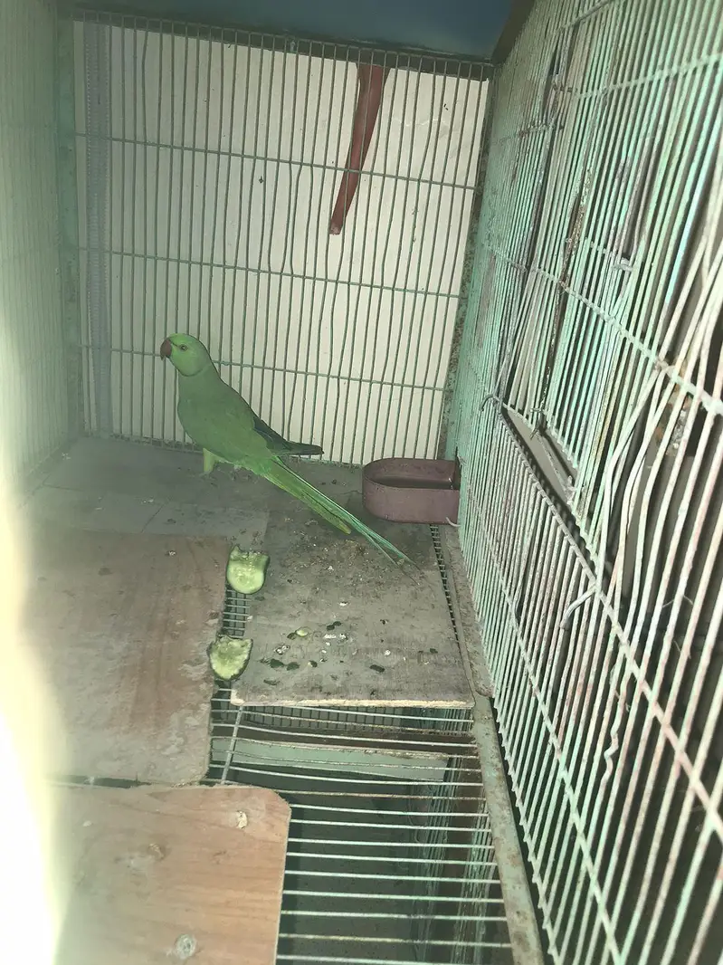 Green parrot