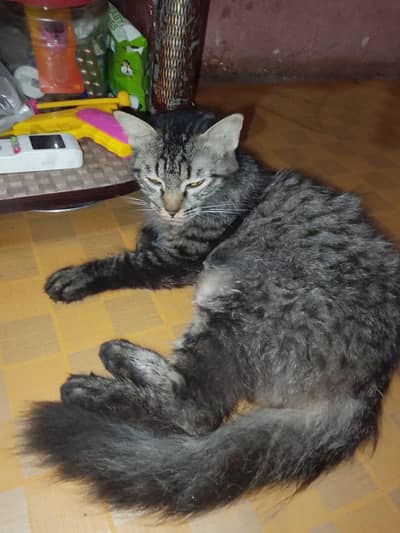 cat name lily