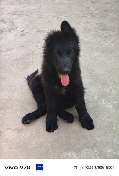 male black German shepherd