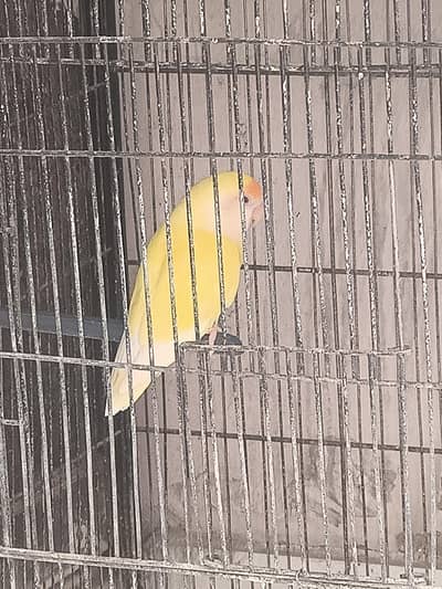 love birds