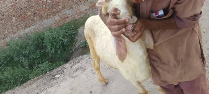Dumba, دنبہ