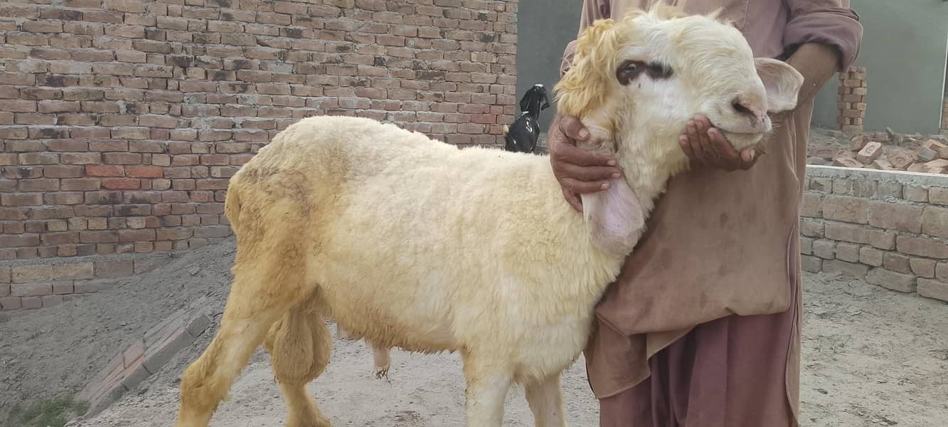Dumba, دنبہ 2
