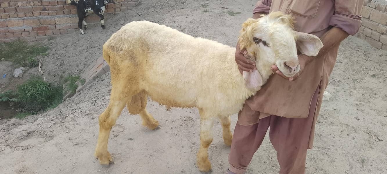 Dumba, دنبہ 3