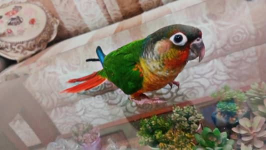 Yellow Sided Conure Handtame