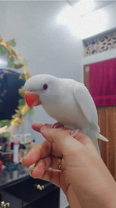yellow and white ringneck self baby