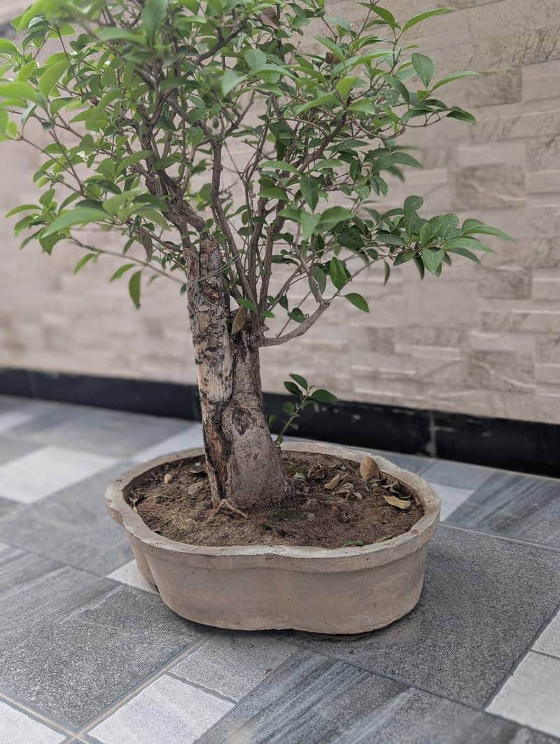 bonsai 0