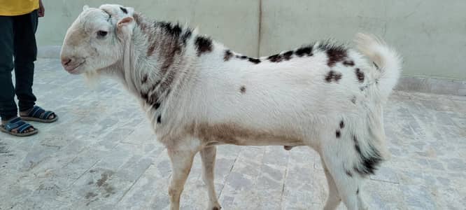 Tedda Bakra for sale