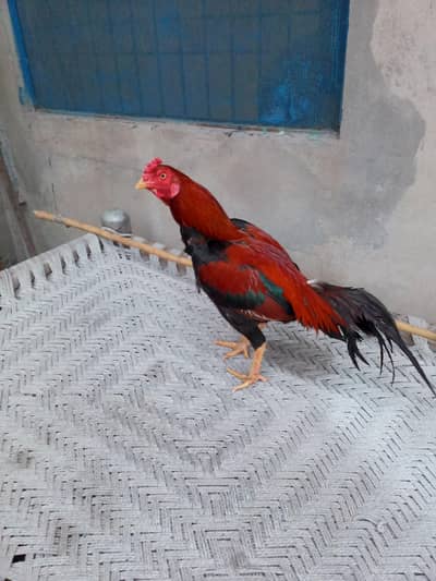 Aseel murgi with five chicks