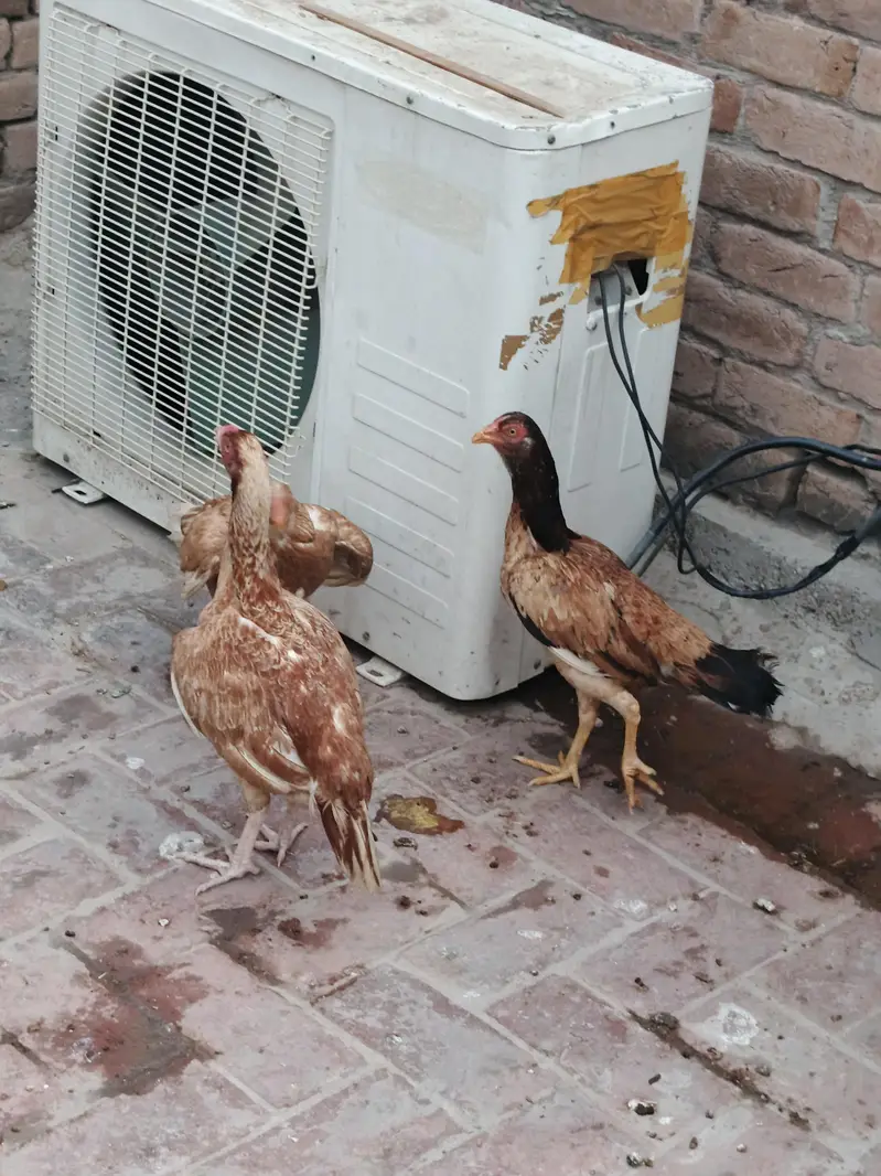 3 madia for sale hn — photo 4