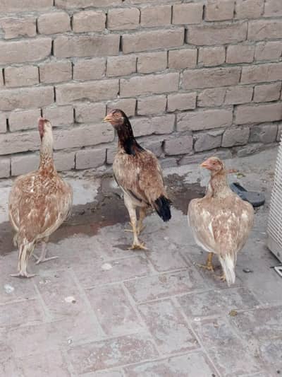 3 aseel madian for sale hn