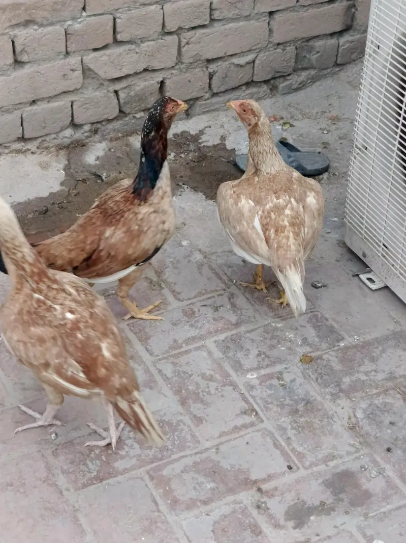 3 aseel madian for sale hn — photo 2