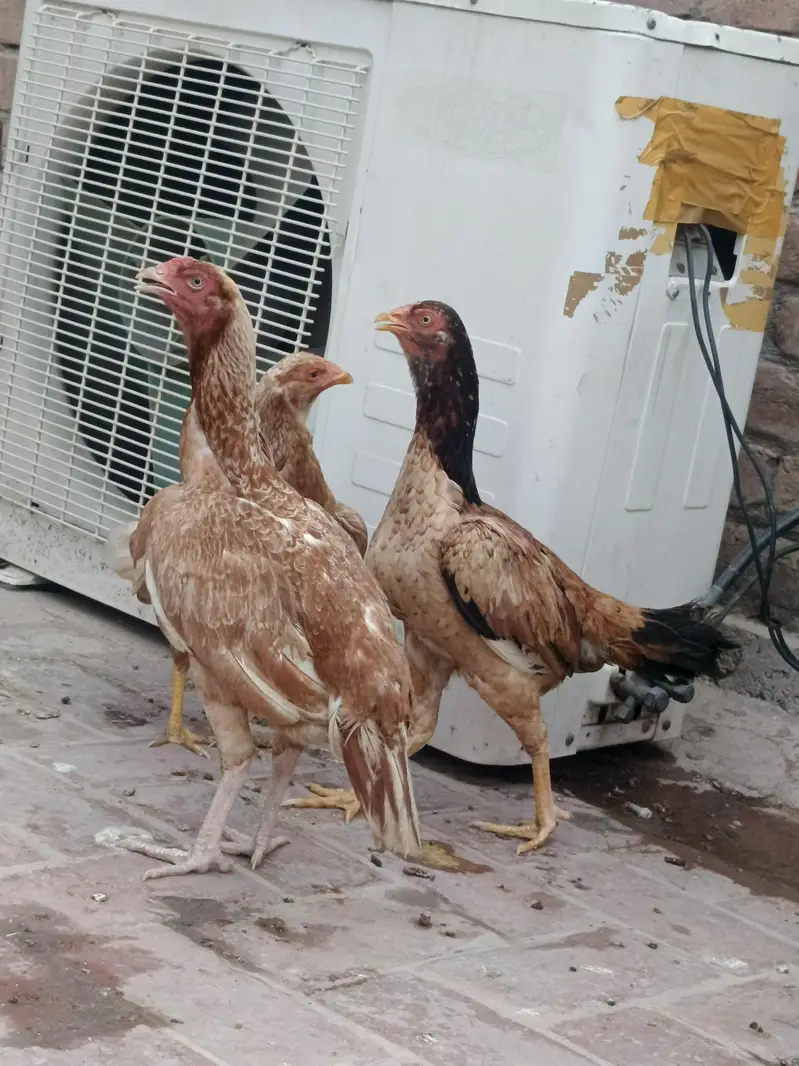 3 aseel madian for sale hn — photo 3