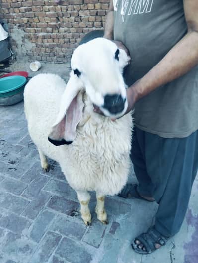 sale for qurbani