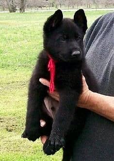 German shepherd puppy \ gsd puppies \ long caot \ gsd dog