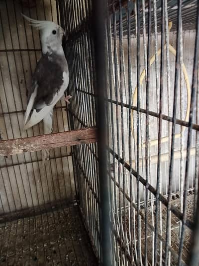 cocktail male and underszie budgie pair for sale