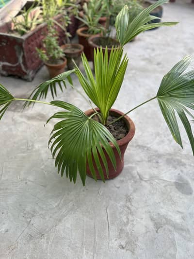 Healthy Chinese Fan Palm (Pankha Palm)