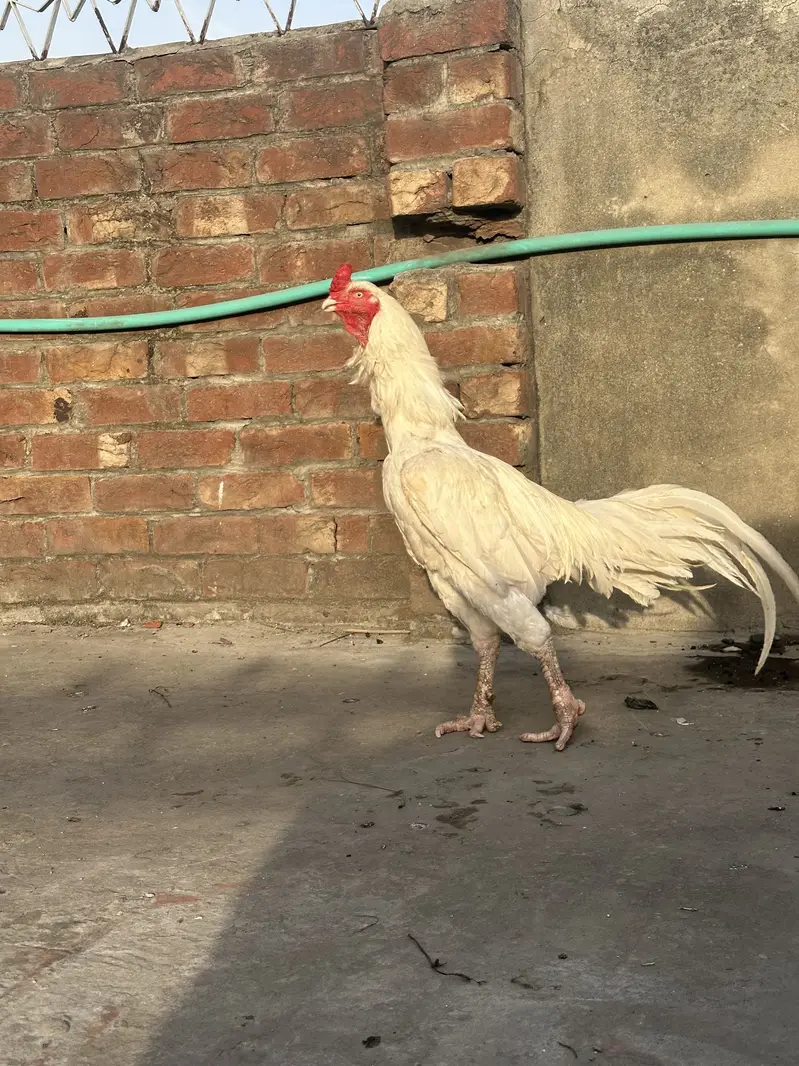 Pure heera aseel male pure minawali bread — photo 2
