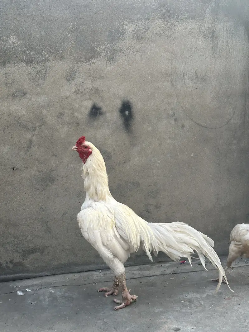 Pure heera aseel male pure minawali bread — photo 4