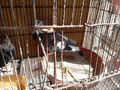 sherazi pair and silver shoulder pair for sale