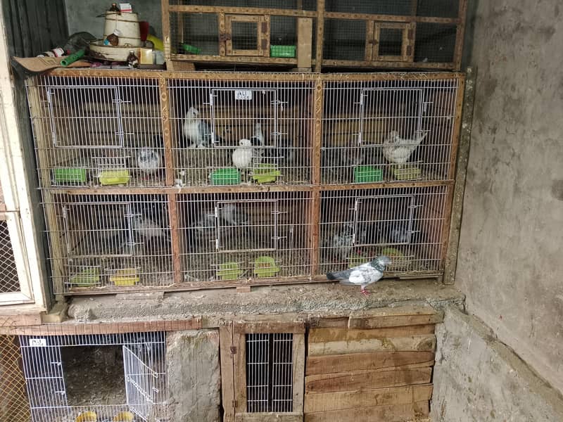 cages 1