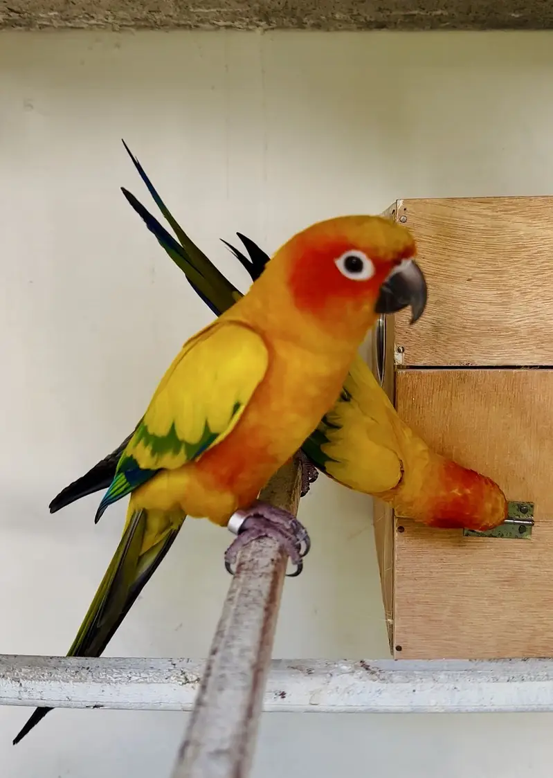 Sunconure Breeder and semi tamed pair available — photo 2