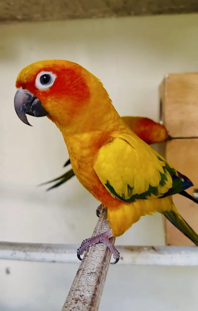 Sunconure Breeder and semi tamed pair available — photo 3